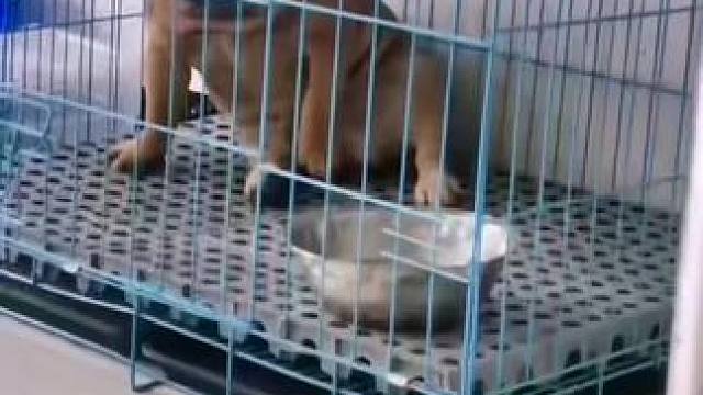 法牛玩儿牛 牛上加牛 手把牛#宠物搞笑