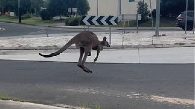 #那傻狗 #动物的迷惑行为 #精神小狗 #狗奔向你的喜悦 #日常遛狗