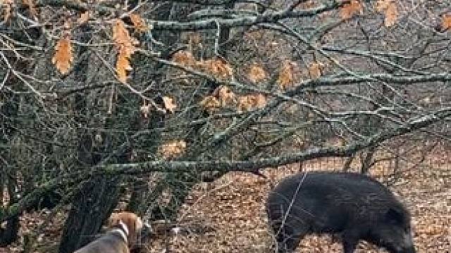 野生动物零距离~