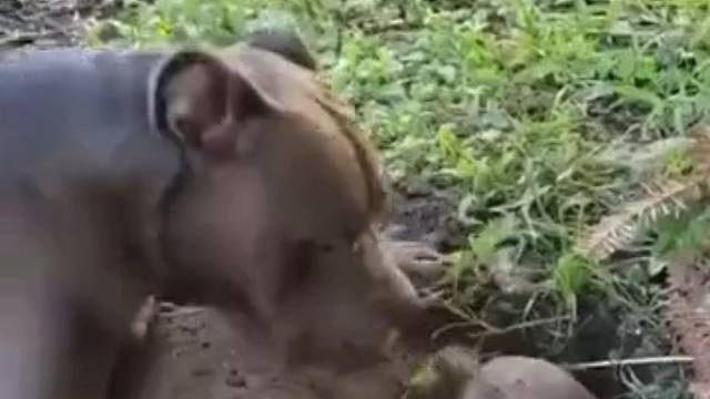 狗子:别干了，陪我玩会