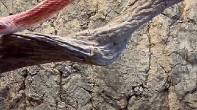 #迷你鹦鹉鱼 #密西西比乌龟 #玉米蛇 #鹦鹉 #奶牛猫 比熊犬