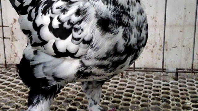 纯种圆环鸽子，大体型元宝鸽