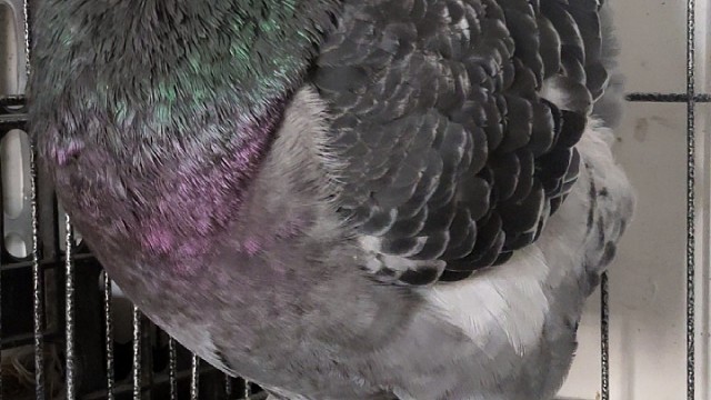 不会飞的大体型鸽子观赏鸽元宝鸽圆环鸽