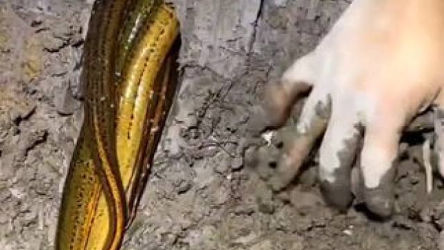 户外抓黄鳝#真实户外