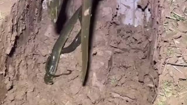 冬眠的黄鳝#野生黄鳝 #真实户外 #户外捉鱼视频 #户外抓鳝 #在我们家田里捉鳝鱼