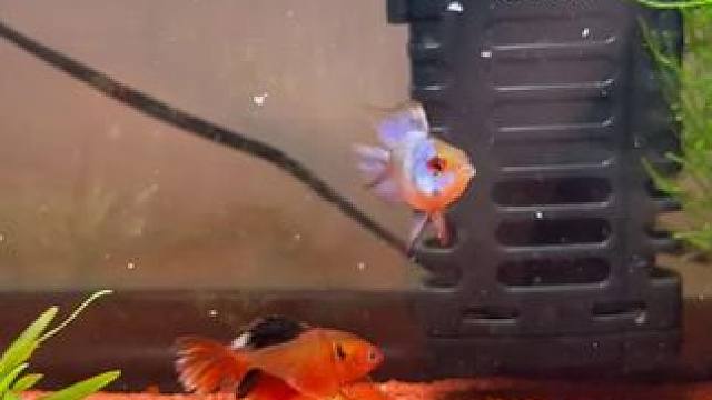 春天更需要加热棒，因为停暖后温度波动太大！#水族器材 #玻璃中的大自然 #流水生财 #祝大家年年有鱼