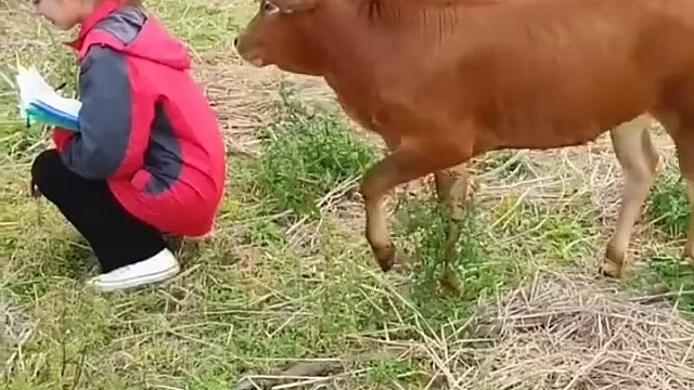 这牛也太调皮了吧