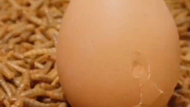 虫子吃鸡蛋瞬间