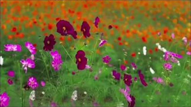 #透过水面看阳光好像梦境 #春已至花已开愿山河无恙人间皆安