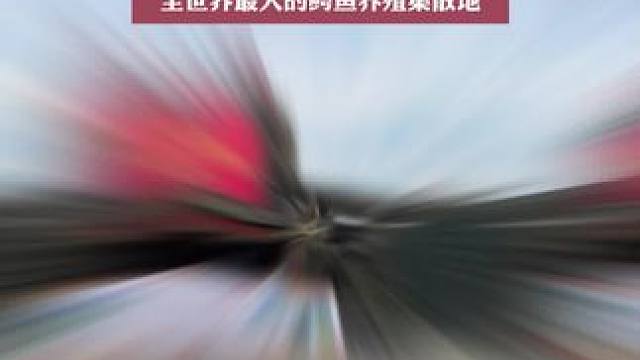 市领导参观鳄鱼小镇！鳄鱼产业助力乡村振兴 #鳄珍鳄鱼养殖基地