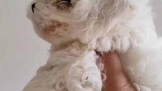 比熊的铲屎官请留步#比熊 #萌宠 #韩系小体比熊宝宝 #一坨棉花糖狗狗 #宠萌