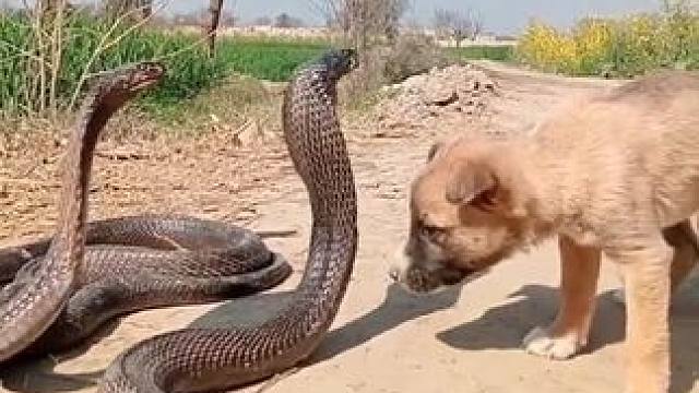 野生动物零距离~