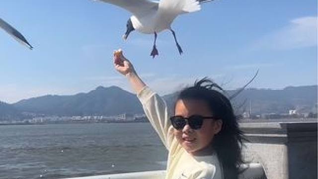 小孩姐喂海鸥#云南滇池 #喂海鸥