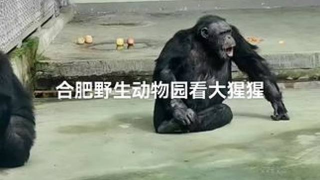 合肥野生动物园拍摄视频。#大猩猩 #人与动物和谐共处 #爱护动物 #保护动物人人有责 
