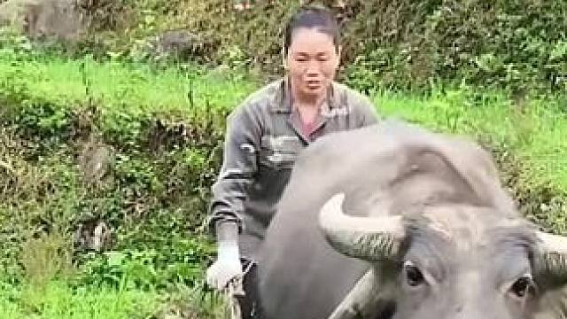 天大的好消息，莲娜带着一头老牛春耕了#农村生活 #荒野求生 #野外生存 #单亲妈妈