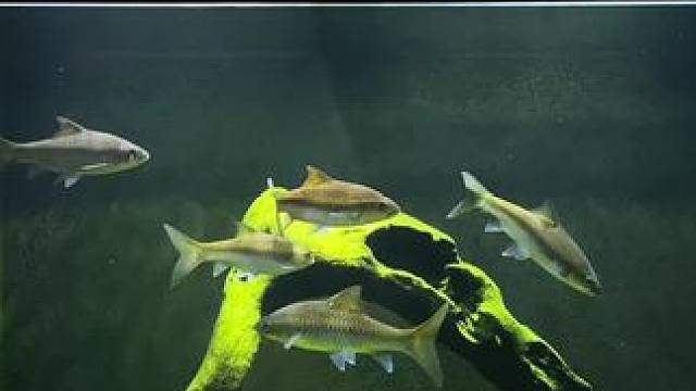 过年几天只能靠藻来维持温饱#观赏鱼 #蓝吉罗 #水族 #祝大家年年有鱼 #原生鱼