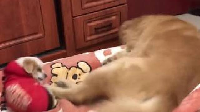 鸡毛：一想到装睡踹了它一脚，我就高兴的憋不住笑！