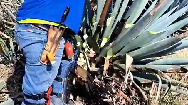 什么果子，是能吃的吗？