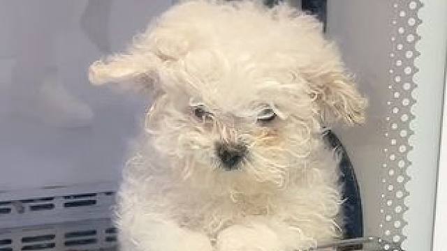 像不像春节长假过后，不想上班的你#狗狗 #萌宠出道计划