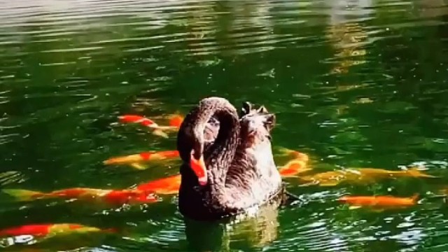 我发布了一个新视频，快来围观吧！