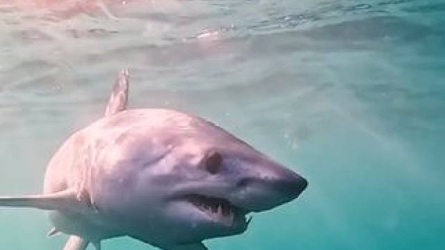 野生动物零距离~