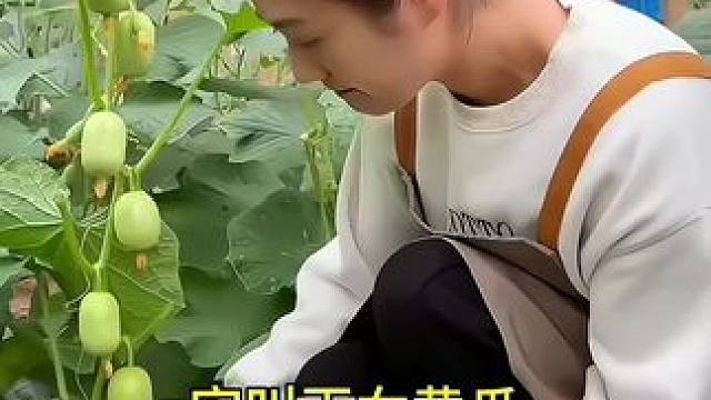 #玉女黄瓜 口感脆嫩微甜，大人小孩儿都爱吃，关键种植简单#蔬菜种子 #家庭种植#口感特别好 #新农人