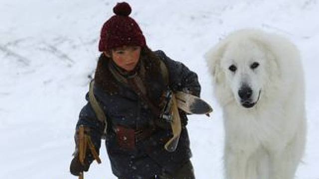 忠诚狗狗为了救主，竟冒死穿越火海，勇斗棕熊！《灵犬雪莉2》