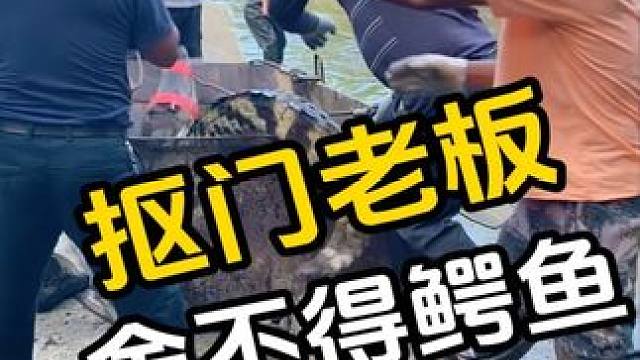 抠门老板舍不得鳄鱼#鳄鱼养殖大户 #鳄珍鳄鱼养殖基地 #鳄鱼酒