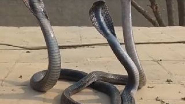 野生动物零距离~