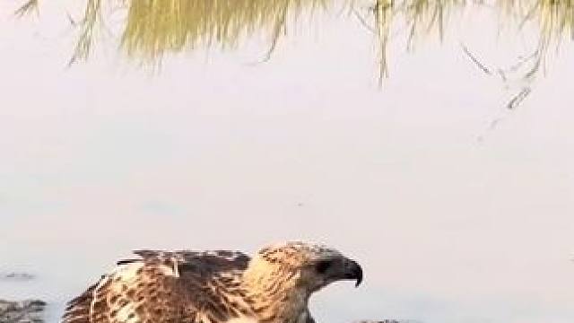 野生动物零距离~