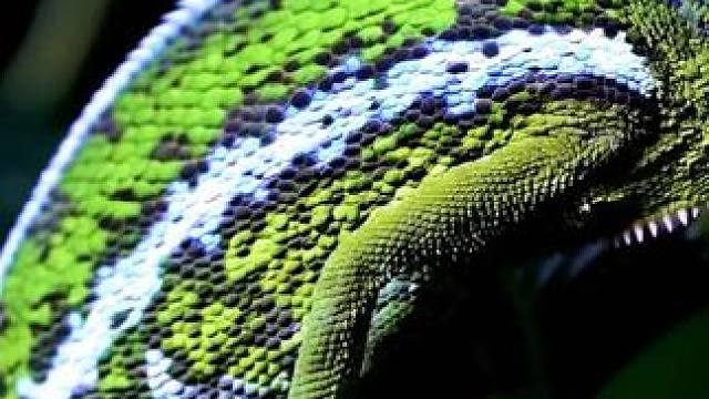 感受一下Ai生成的动物#openai #sora #