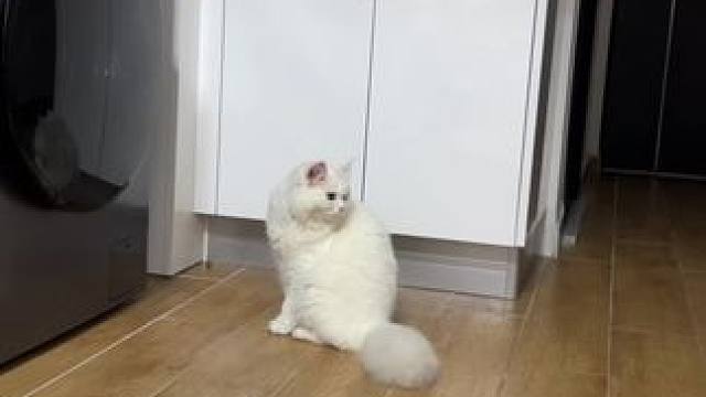 孩子踢球很有天赋 以后得带出去培养一下#记录猫咪日常 #动物的迷惑行为 #傻猫的日常