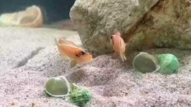 关注主播学习养鱼，好玩好看。#鱼缸里的大自然 #养鱼养心 #石来运转 #鱼儿水中游 #水族爱好者