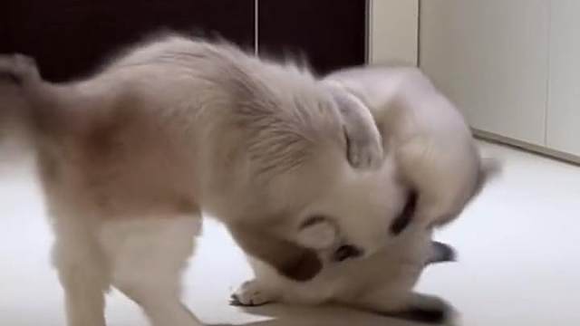 终于有猫治治这个逆子了 #阿呦阿呦带走你所有孤独