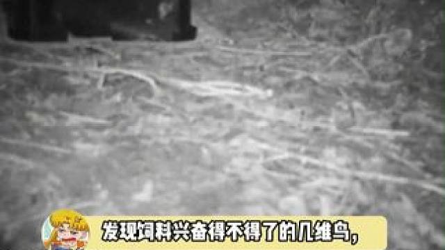 哈哈哈哈动画片诚不欺我，好灵活的大土豆子