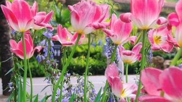 仙湖植物园的花展也太美了吧，再不来就撤展了带你去赏花 #春暖花开奔你而来 #踏春赏花 #仙湖植