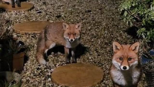 野生动物零距离~