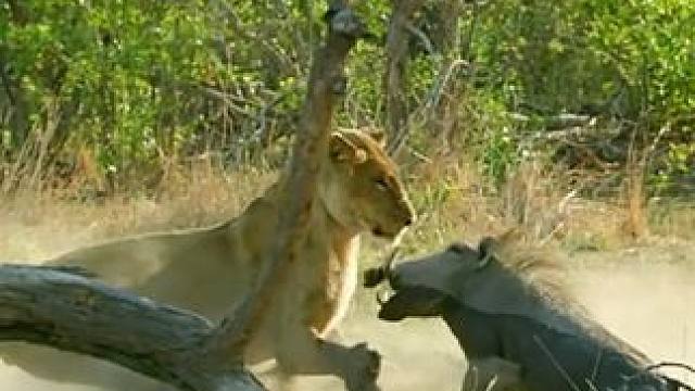 野生动物零距离~