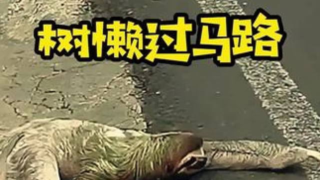 树懒过车来车往的马路，还好有人帮忙#动物的迷惑行为#神奇动物