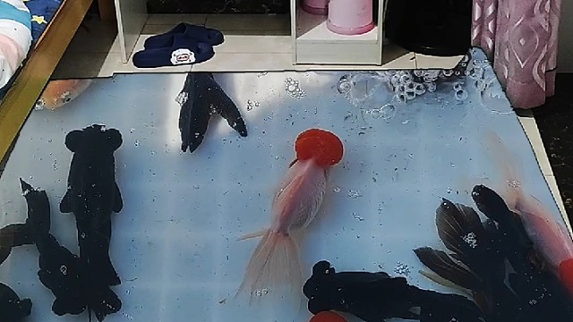 终于不用去商场看金鱼了，我在家养了#特效#创意