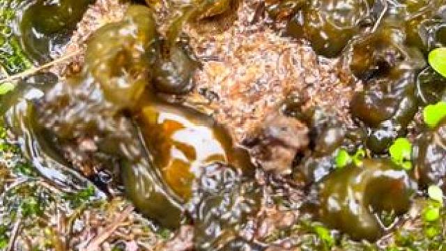 这个木耳一样的东西 #你们吃过吗