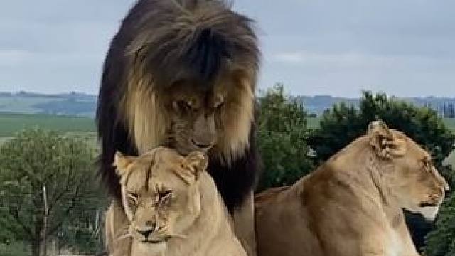野生动物零距离~