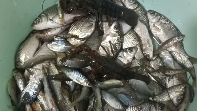 野钓五十条起步