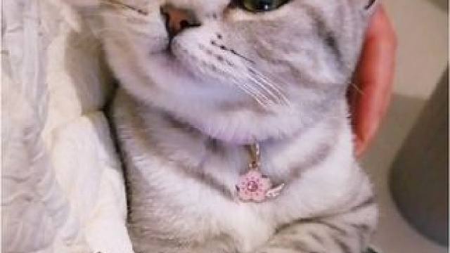 这深情的眼神，让我怎么能不爱❤#萌宠出道计划 #记录猫咪日常 #这小猫谁养谁不迷糊啊 #萌宠