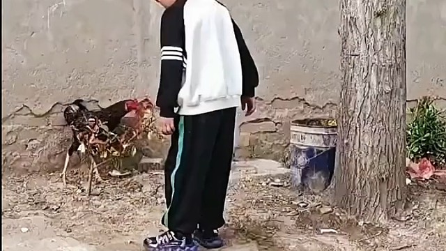 在母鸡面前一点面子不留，过分了