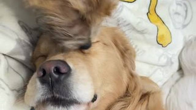 小狗他吃小狗啦#诺维奇梗 #金毛