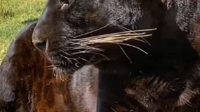 野生动物零距离~