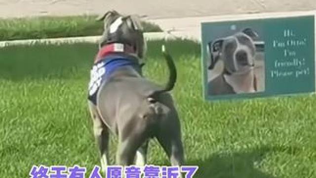 姨姨陪你玩#宠物 #狗狗 #国外 #娱乐评论大赏 #治愈