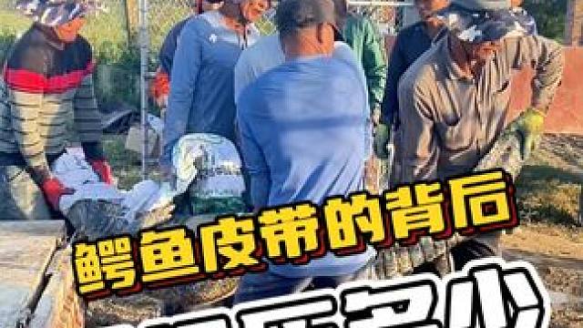 鳄鱼皮带的背后要经历多少？#鳄鱼 #鳄珍 #鳄鱼与牙签鸟皮带
