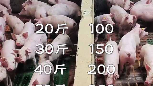 2月26日仔猪行情